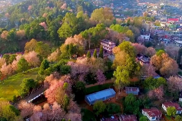 Cherry Blossom Festival