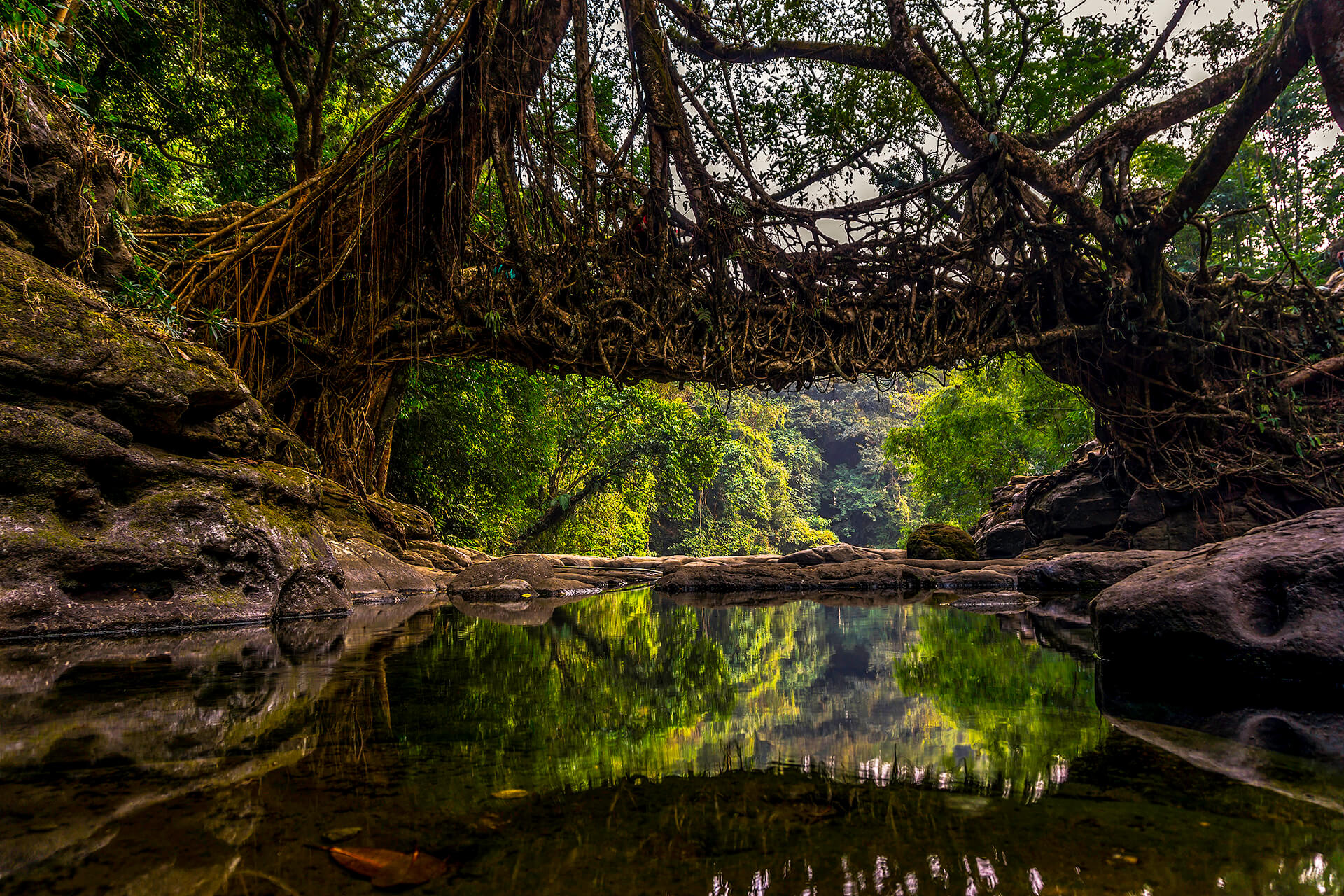 Nohwet Living Root Bridge near Mawlynnong